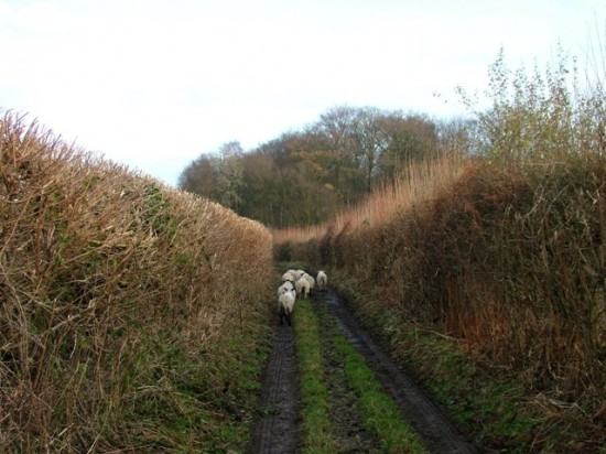 Holmer Green - Sheep in King Street lane - Stuart King - image (4) - Copy