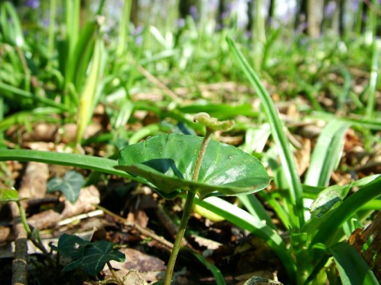 WildWood-wood spurge - Euphorbia amygdaloides-Stuart king (2)