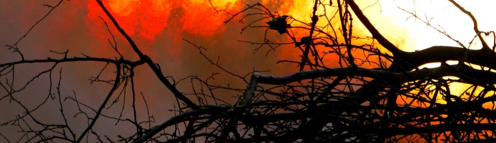 Wildwood flames-Stuart King-image 28th Feb 2013 (3)