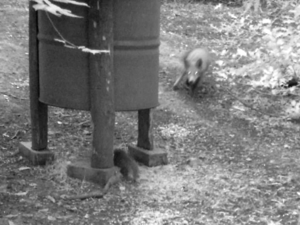 Fox chasing a Squirrel