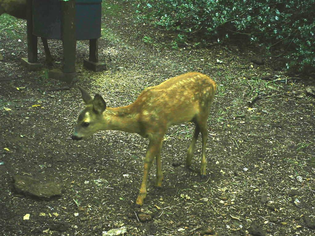 Muntjack Deer